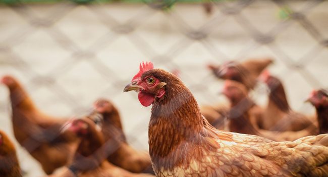 pexels-italo-melo-2446695