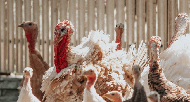 pexels-vlad-ioan-8552654